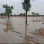 बर्बरता